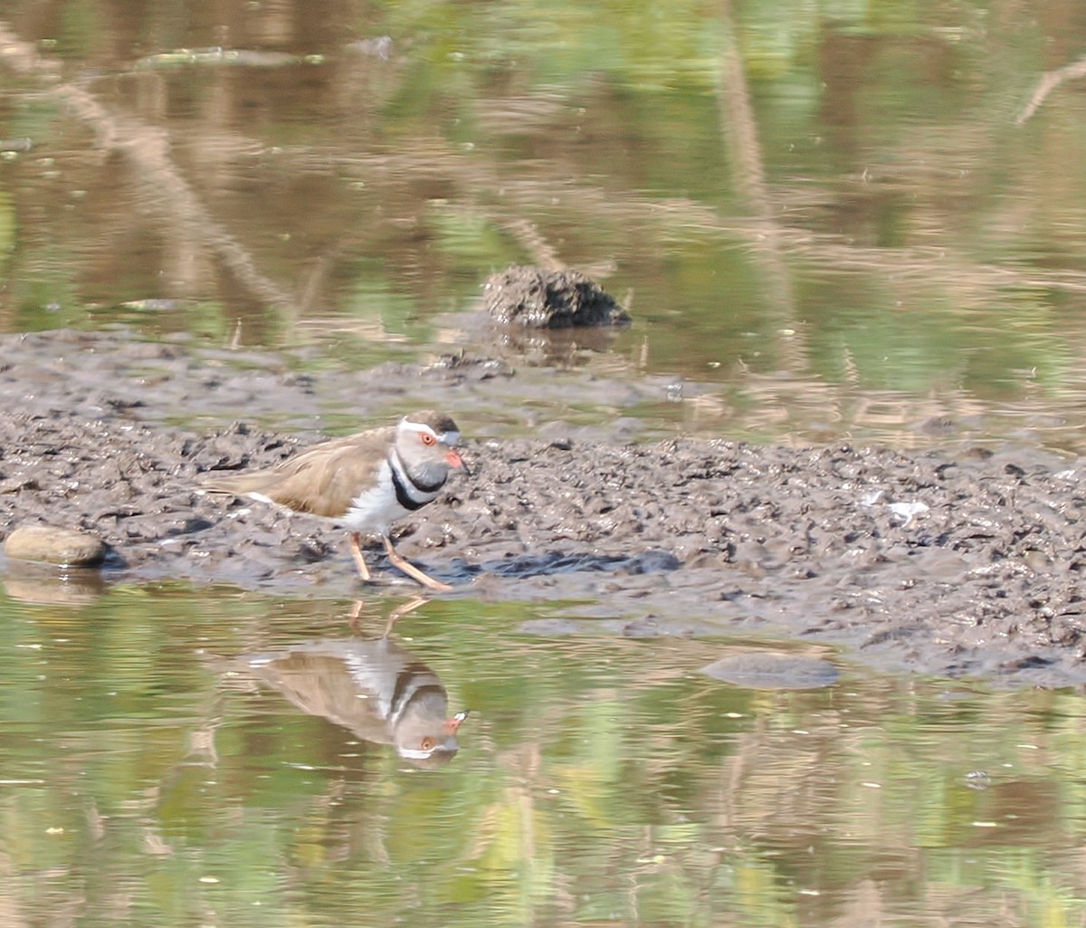 ミスジチドリ - ML647294770