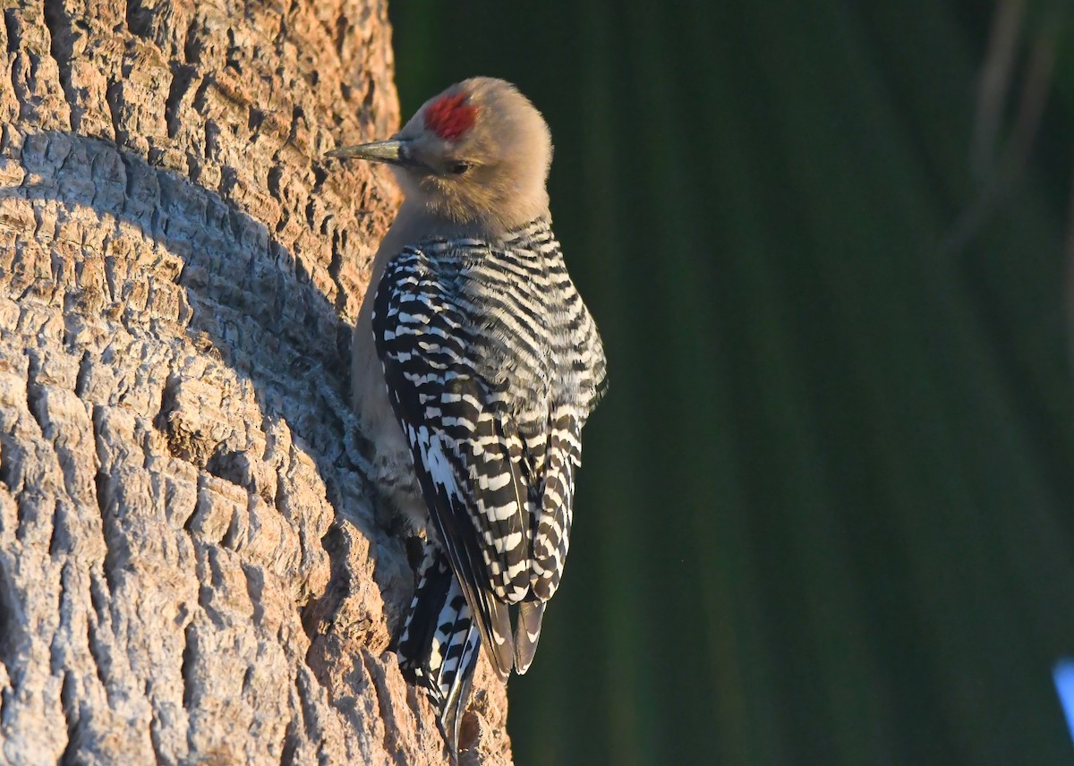 Gila Woodpecker - ML647294773