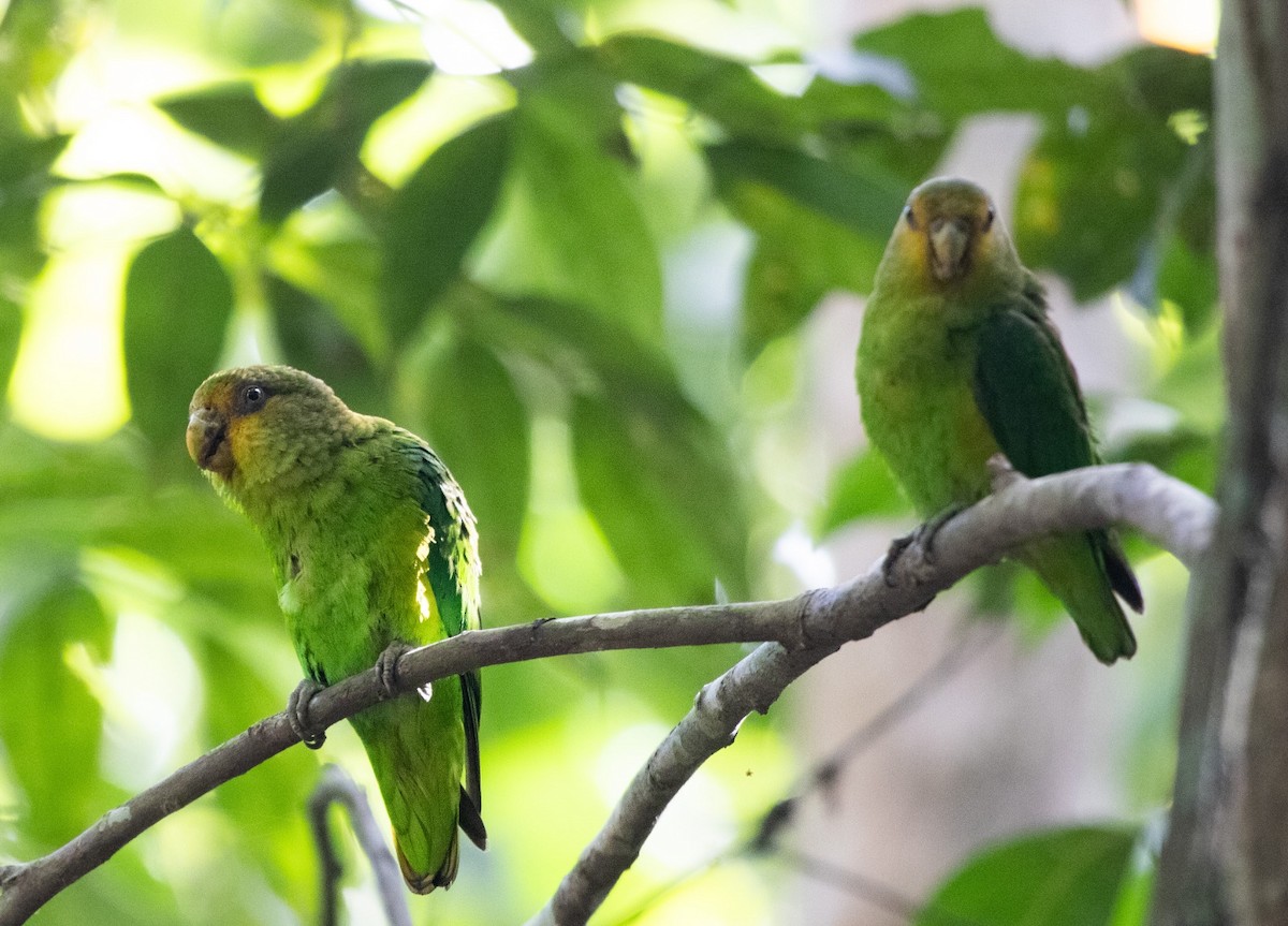 Toui à queue d'or - ML647294779