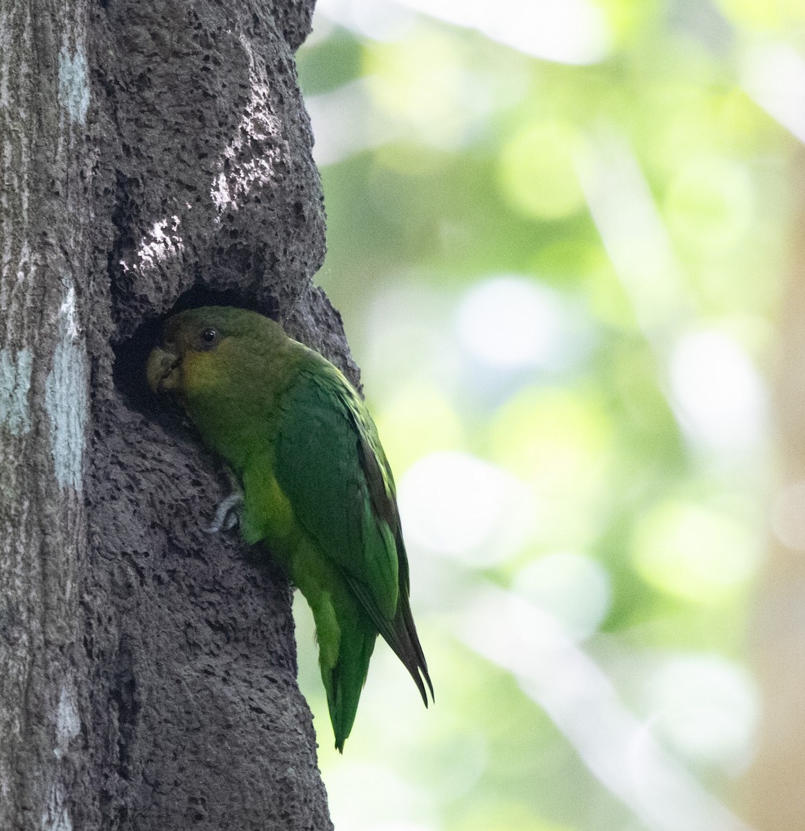 Toui à queue d'or - ML647294780