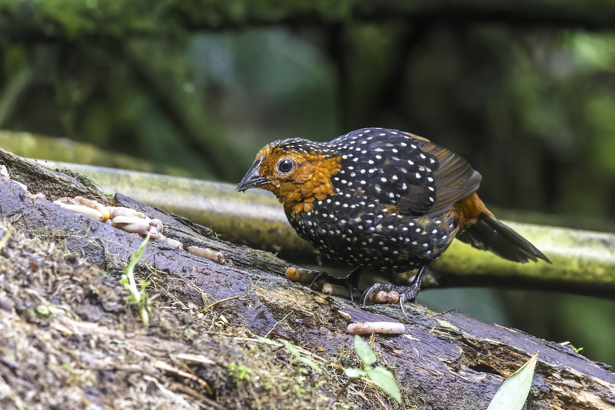 Глазчатый тапакуло - ML647294781