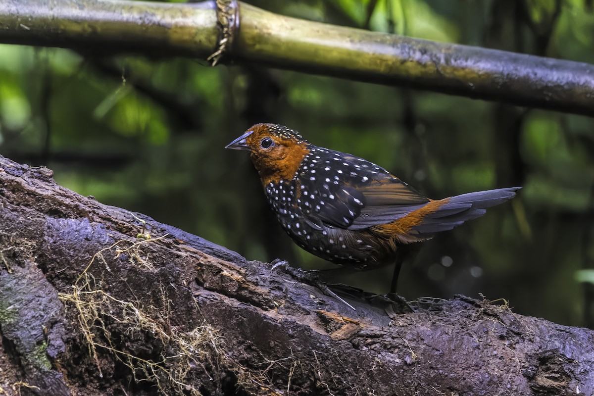 Глазчатый тапакуло - ML647294782