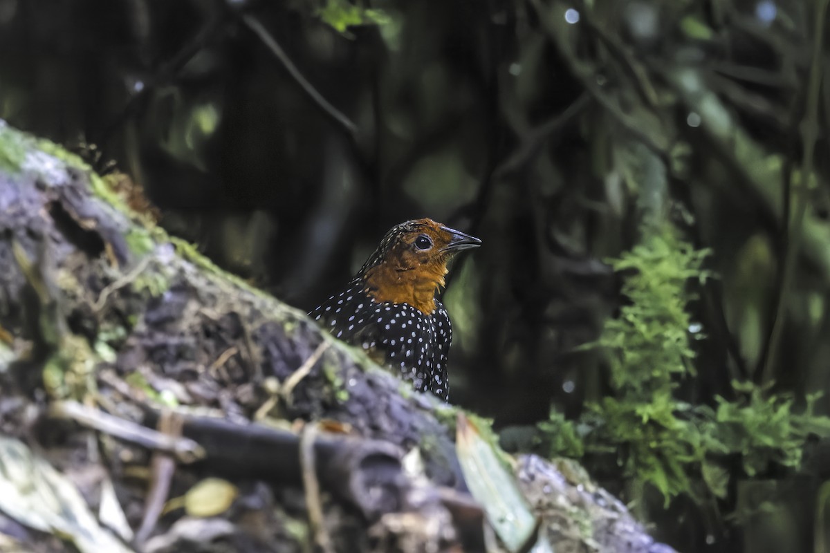 Глазчатый тапакуло - ML647294783