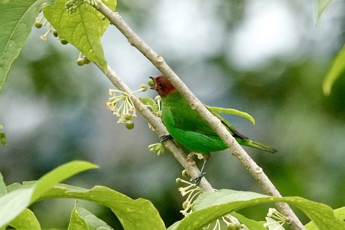 Tangara Cabecibaya - ML647294786