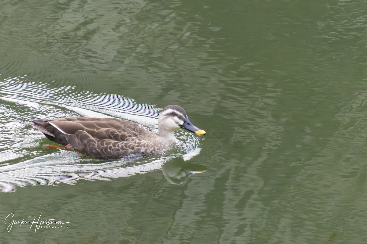 Крижень китайський - ML647294794