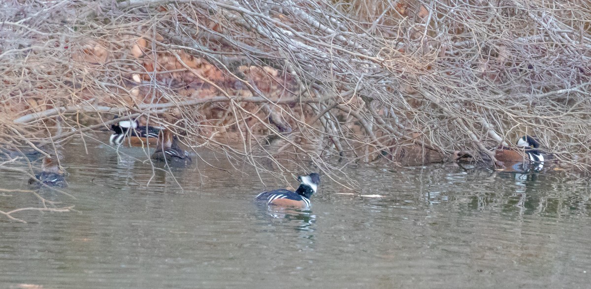 Hooded Merganser - ML647294796