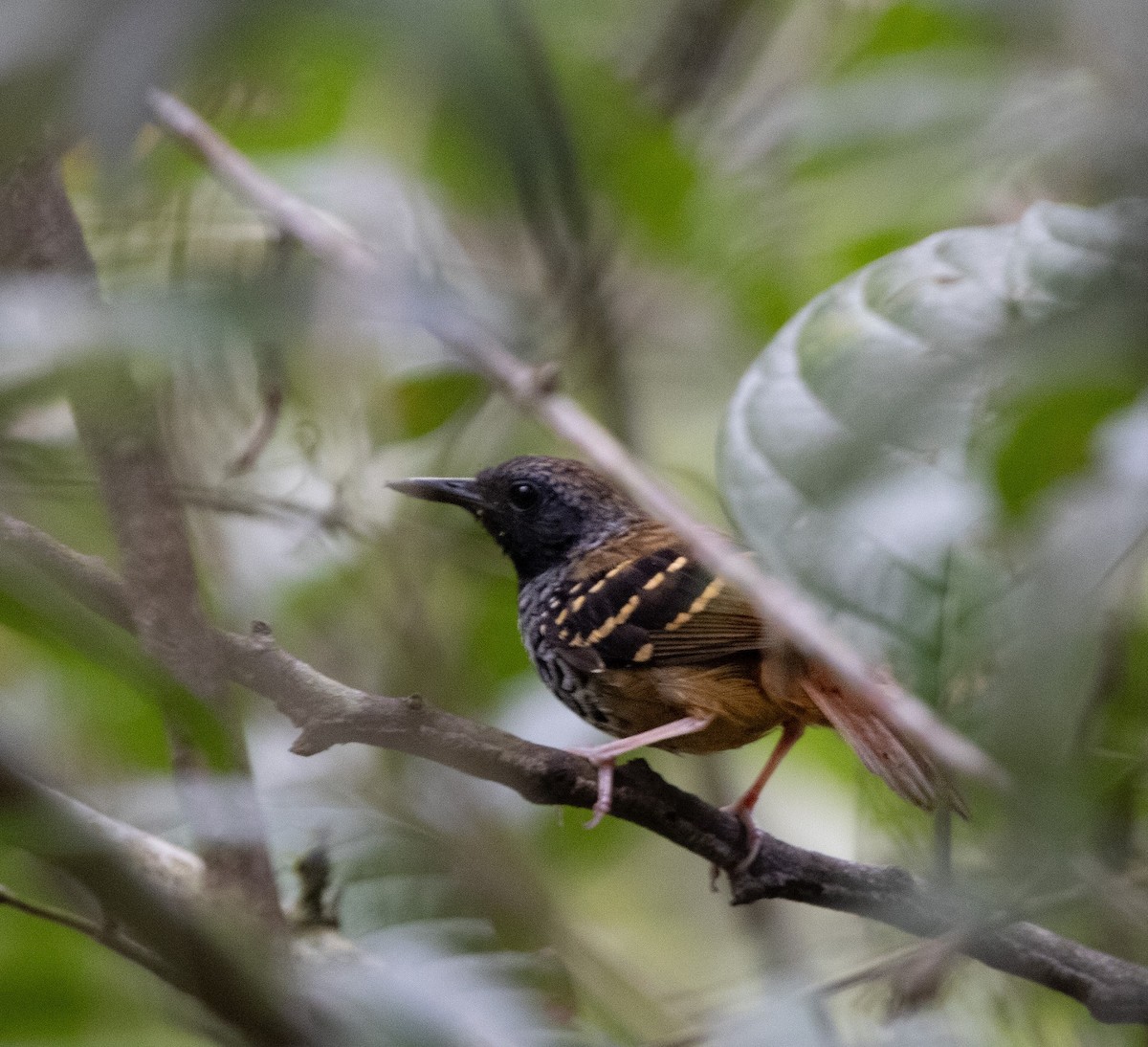 Alapi barbu - ML647294811