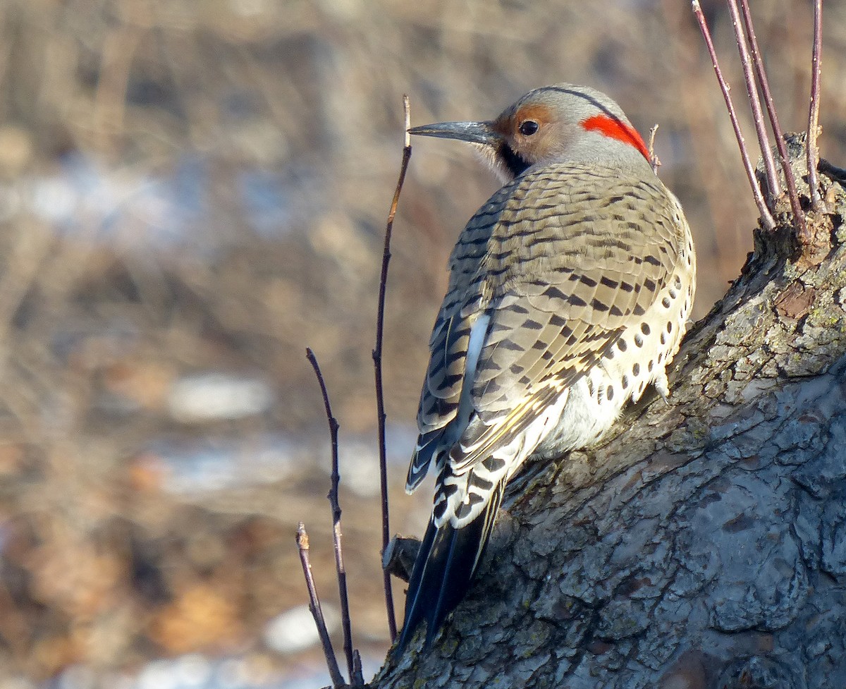 Northern Flicker - ML647294817