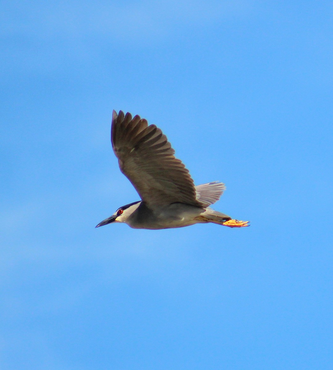 Black-crowned Night Heron - ML647294824
