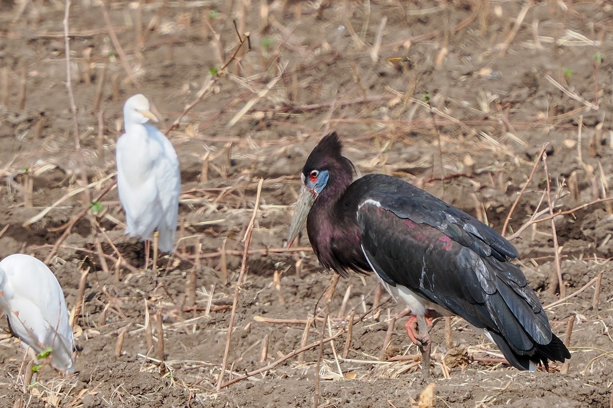 Abdim's Stork - ML647294825