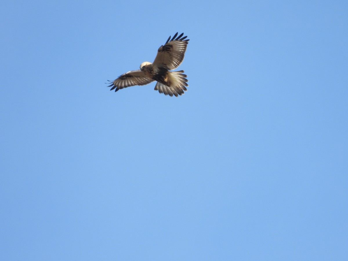 Rough-legged Hawk - ML647294845