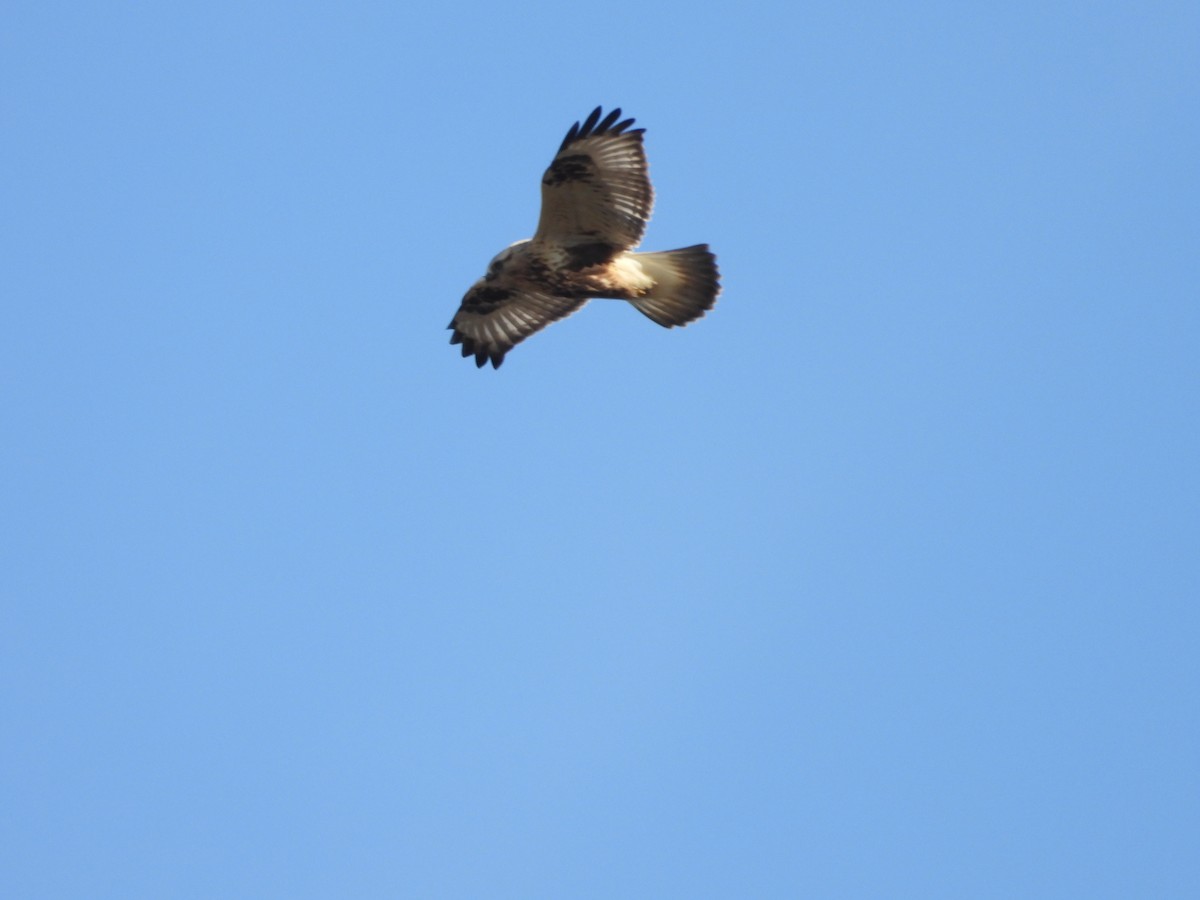 Rough-legged Hawk - ML647294846
