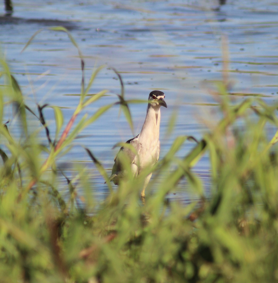 Black-crowned Night Heron - ML647294847
