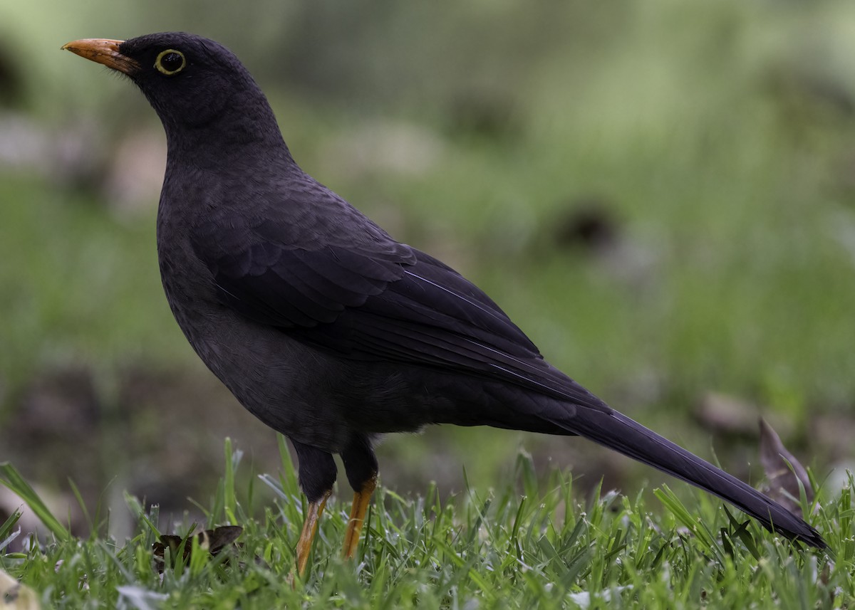 Great Thrush - ML647294849