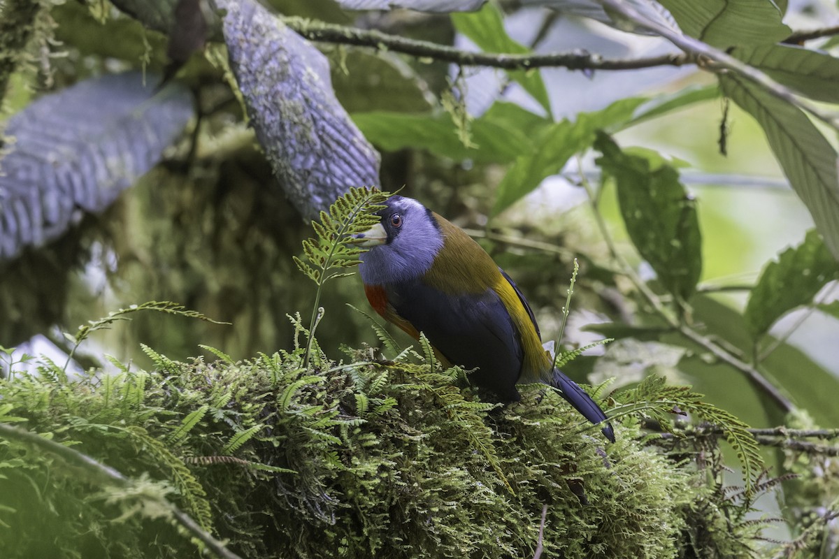 Toucan Barbet - ML647294850