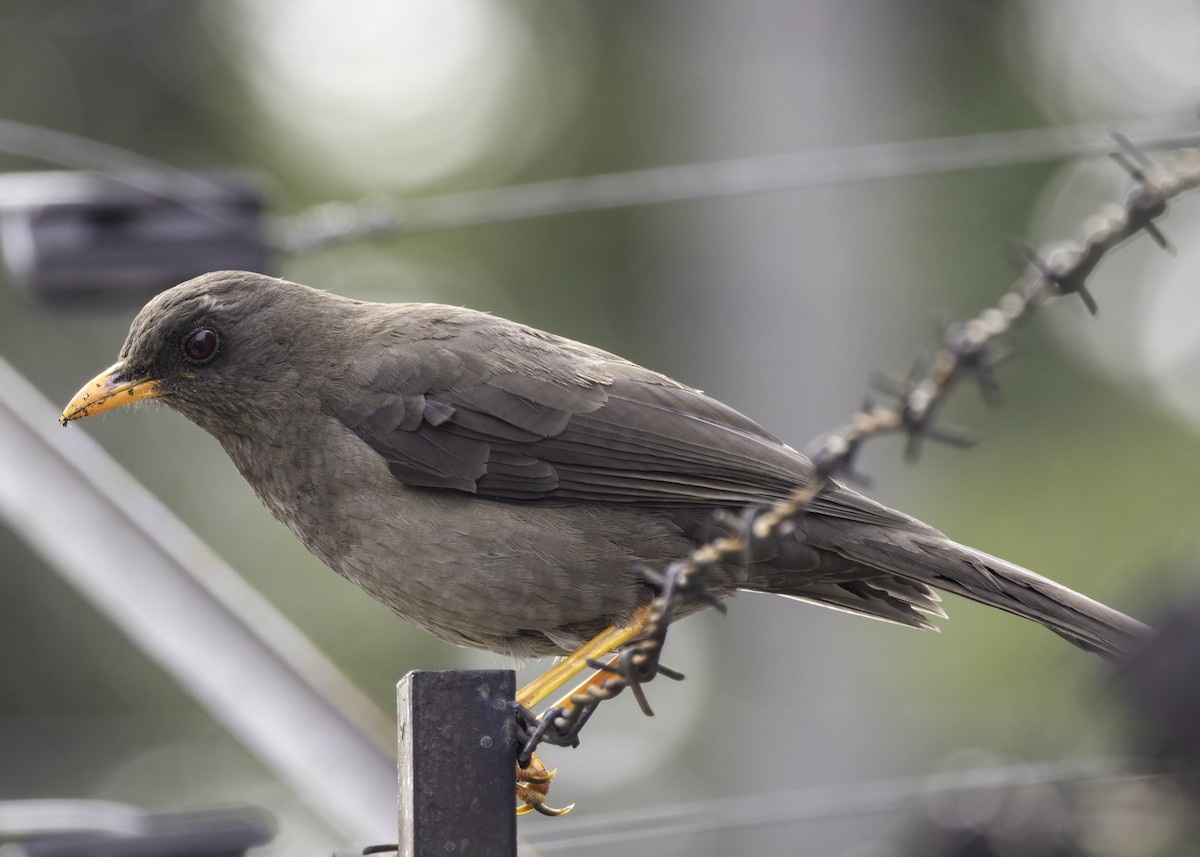 Great Thrush - ML647294854