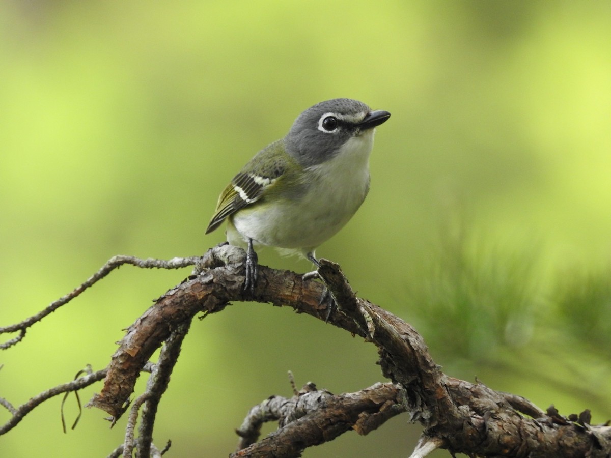 Blue-headed Vireo - ML647294855