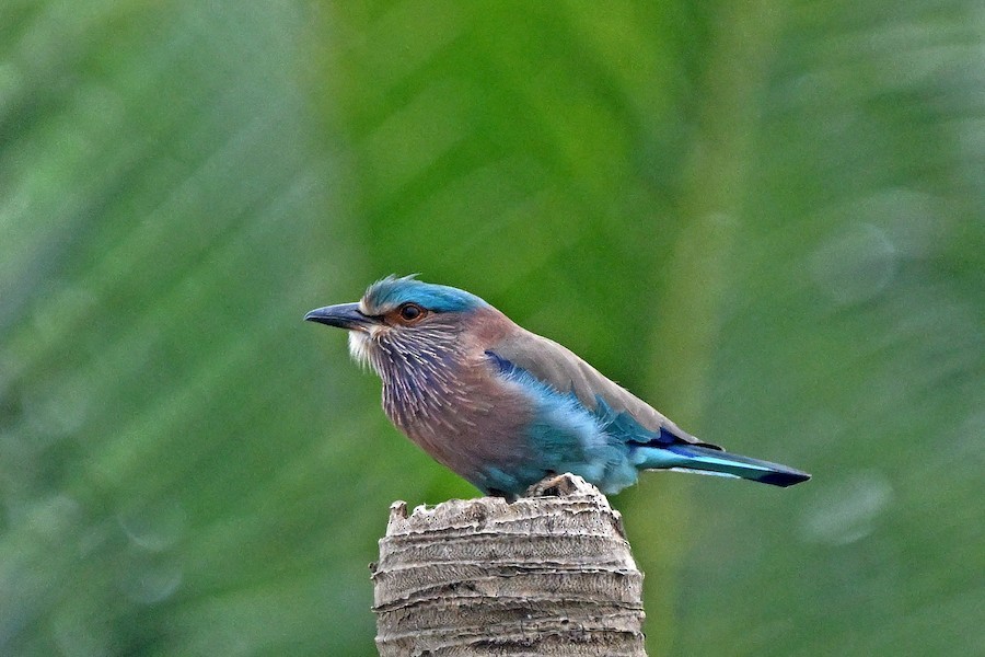 Indian Roller - ML647294865