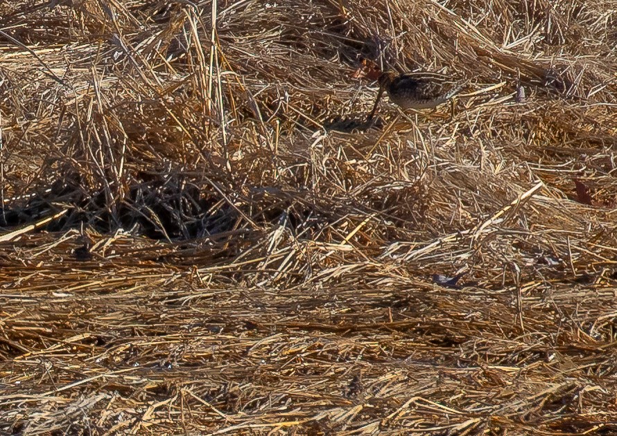 Wilson's Snipe - ML647294872