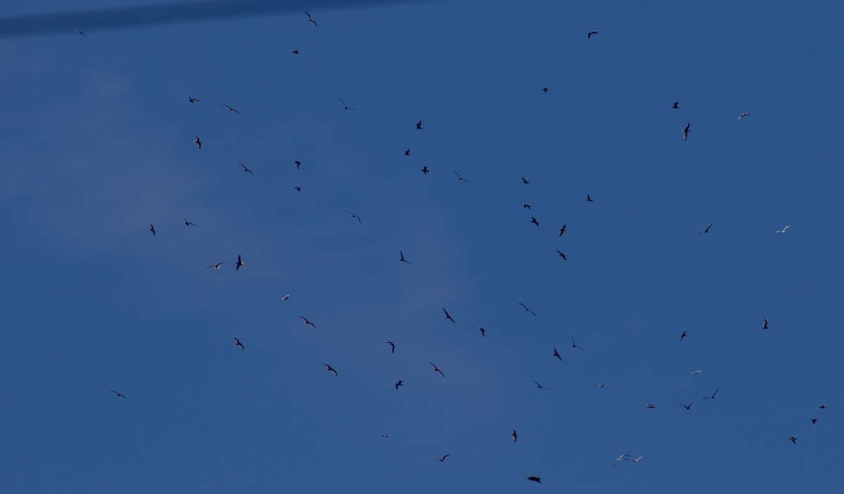 Ring-billed Gull - ML647294894