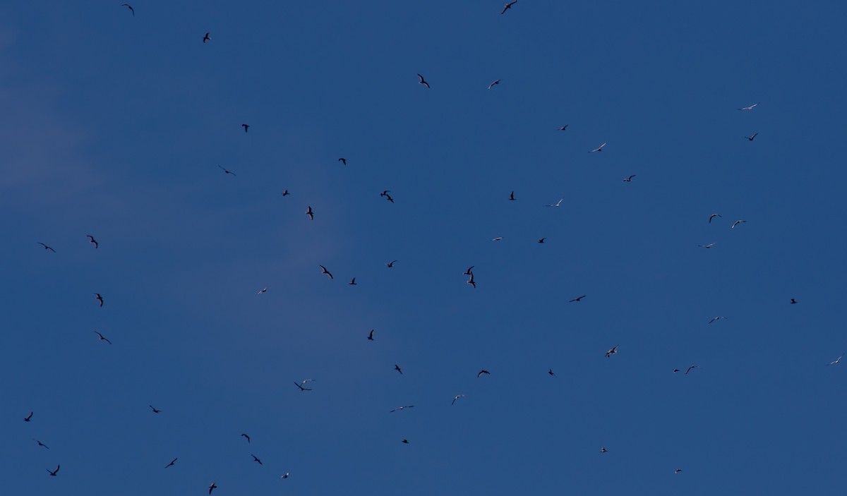 Ring-billed Gull - ML647294895