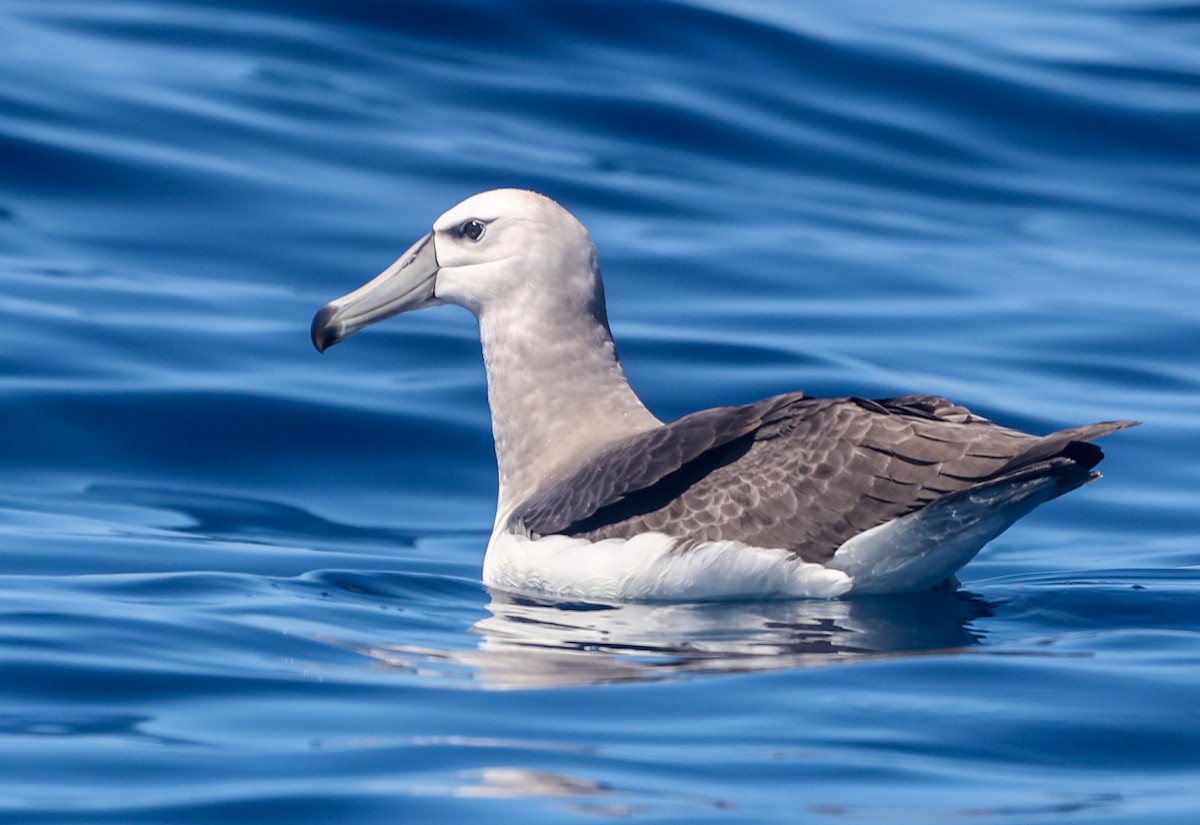 albatros šelfový - ML647294921