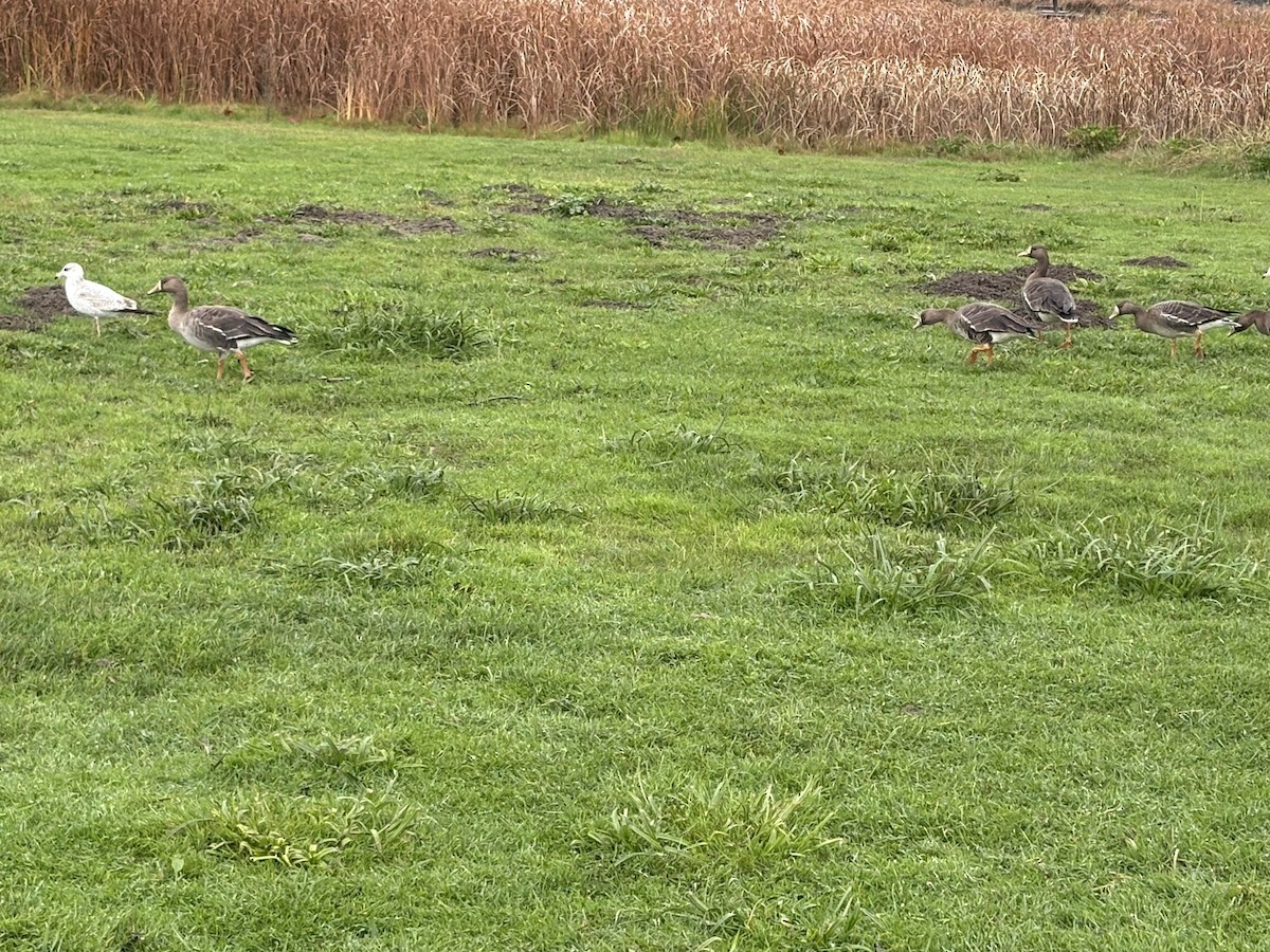 אווז לבן-מצח - ML647294929
