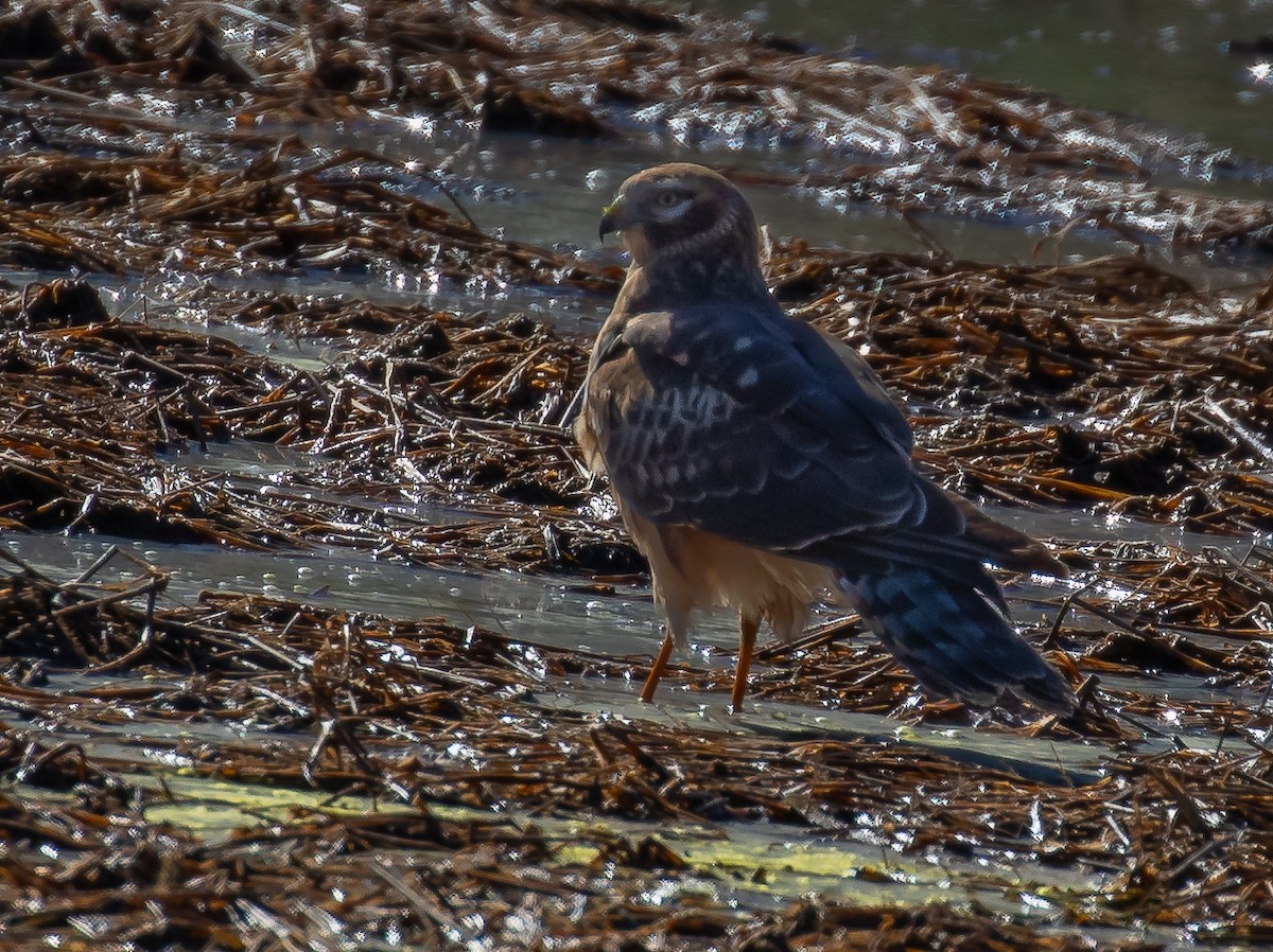 Northern Harrier - ML647294930