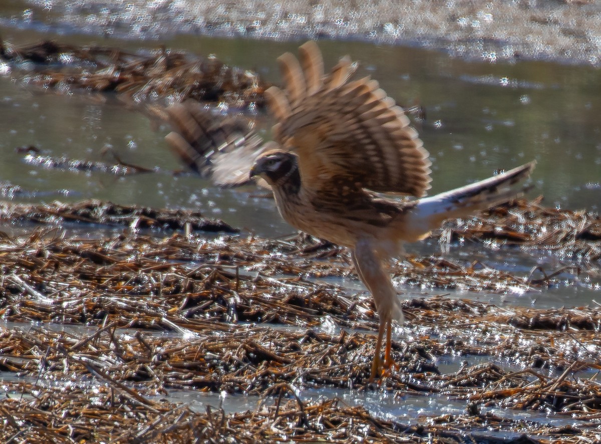 Northern Harrier - ML647294931