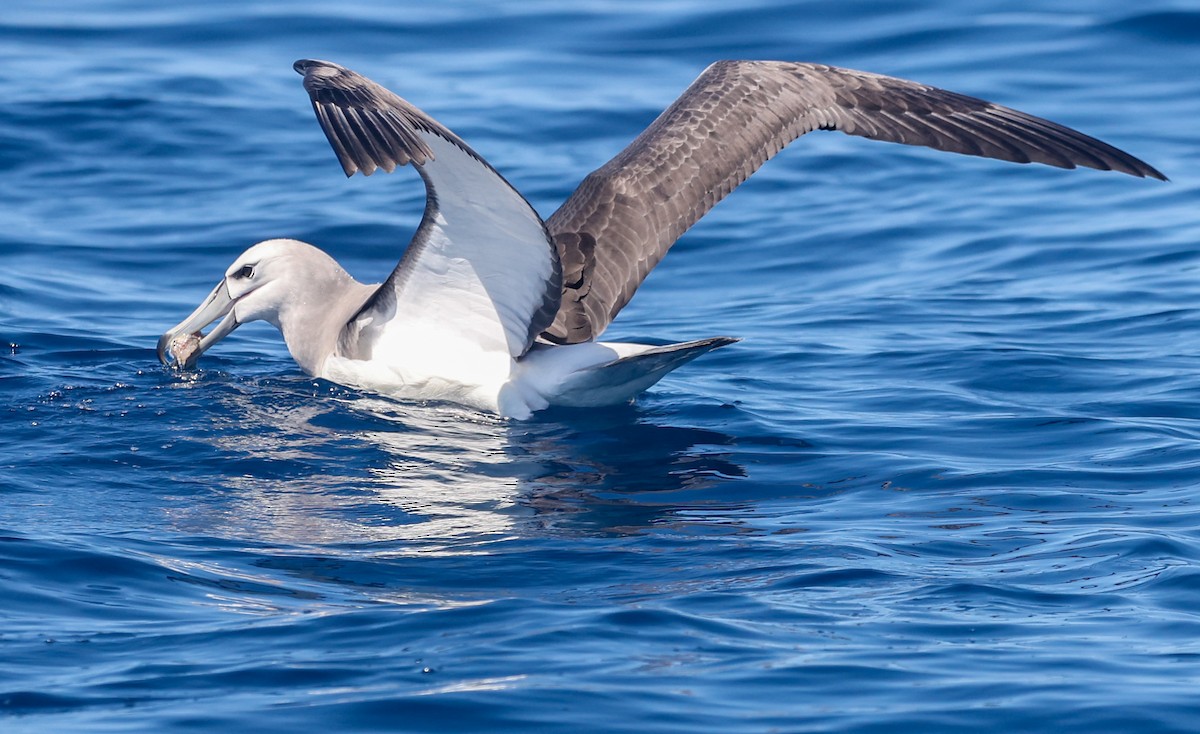 albatros šelfový - ML647294932