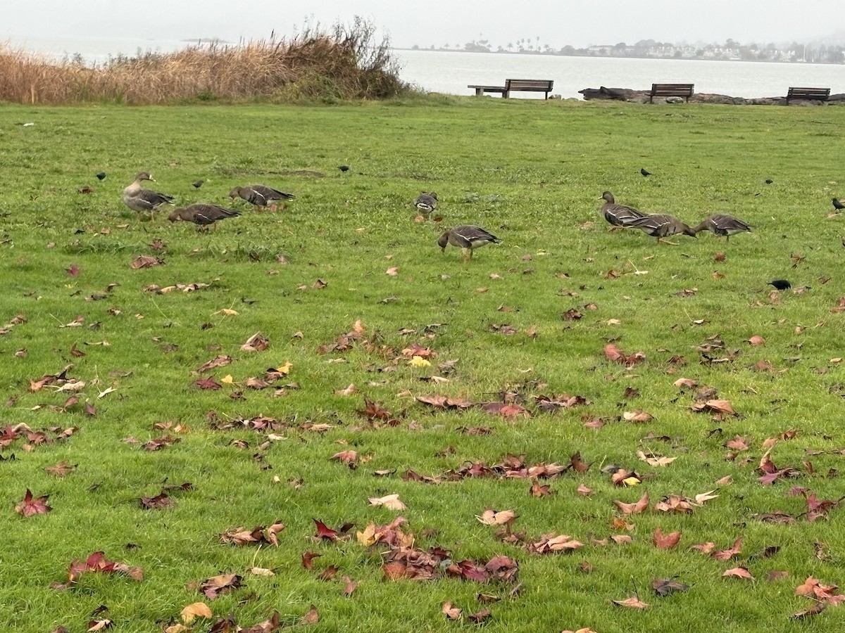 אווז לבן-מצח - ML647294941
