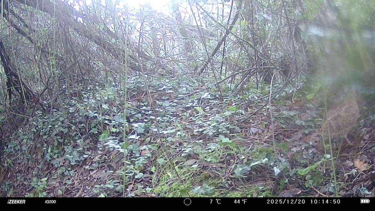 Chocha Perdiz - ML647294952