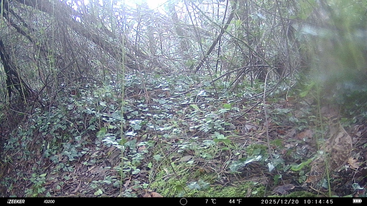 Chocha Perdiz - ML647294953