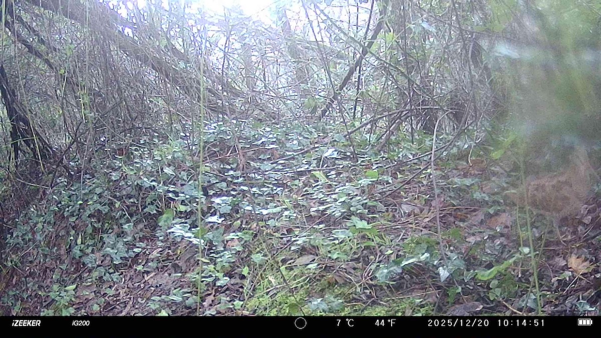 Chocha Perdiz - ML647294954