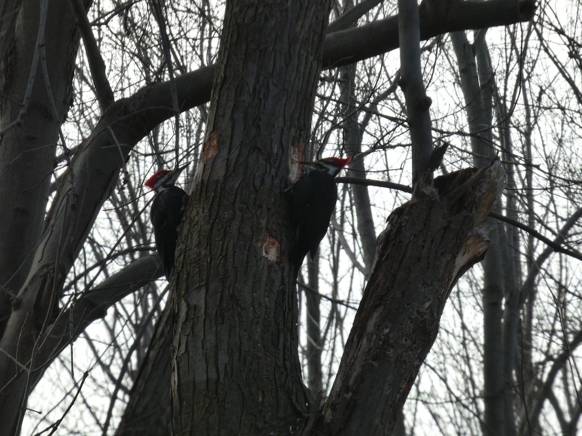 エボシクマゲラ - ML647294956