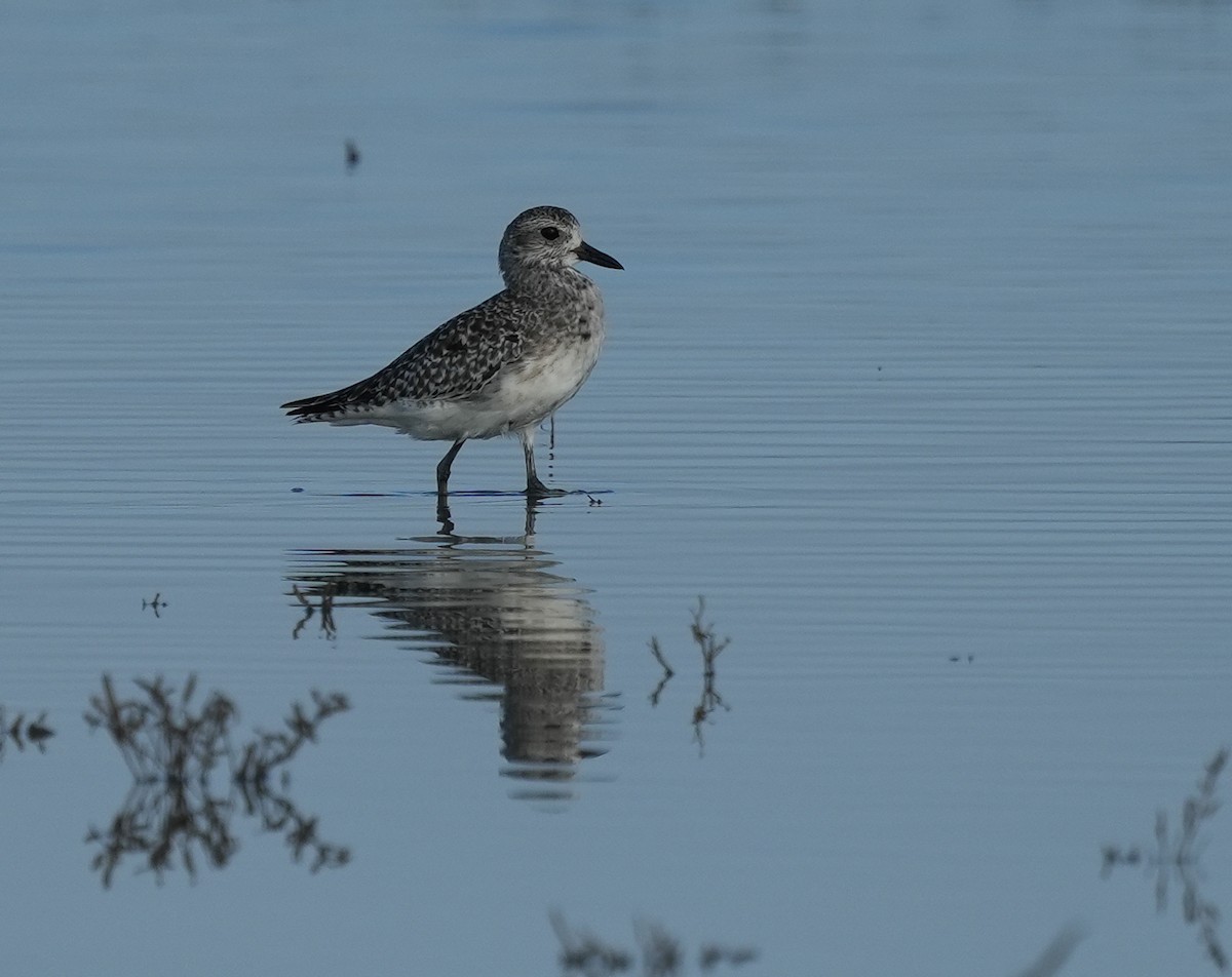 ダイゼン - ML647294957