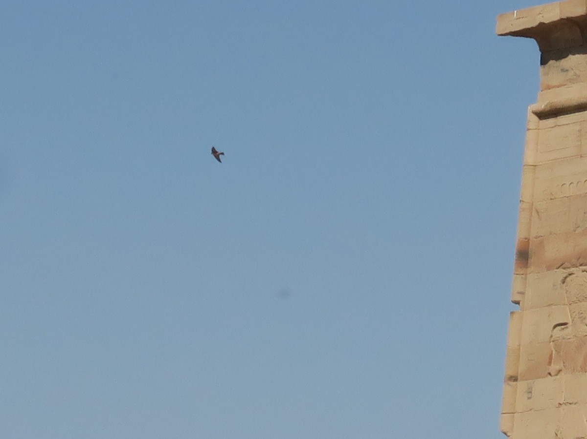 Pale Crag-Martin - ML647294967