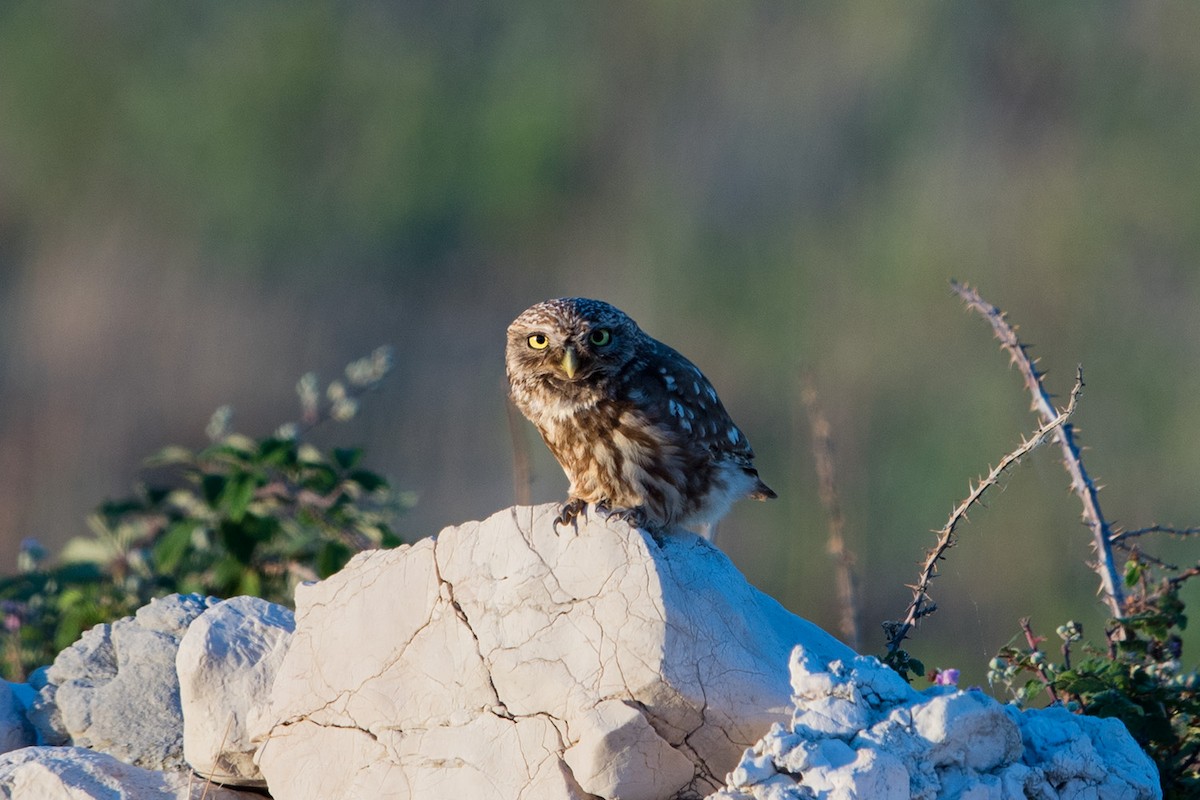 Little Owl - ML647294975