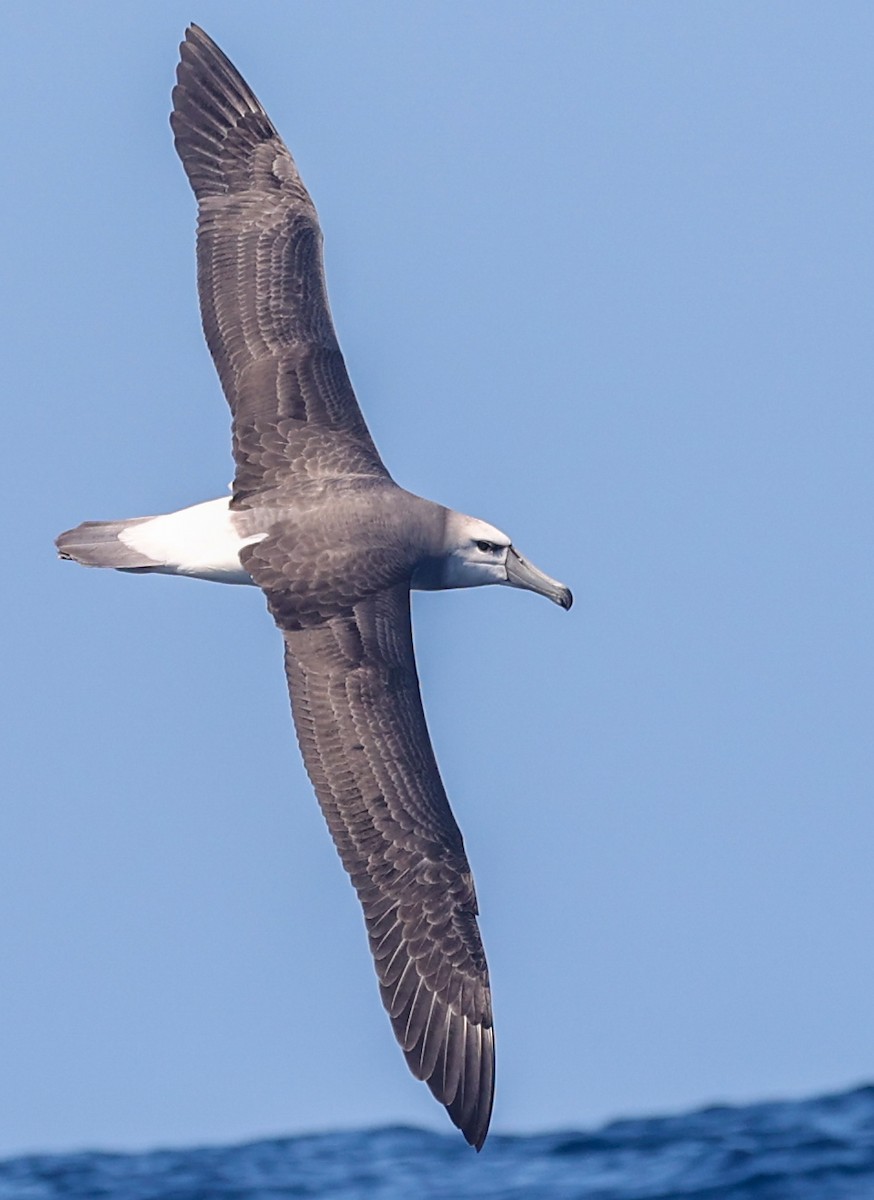 albatros šelfový - ML647294985