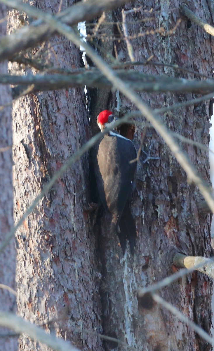 エボシクマゲラ - ML647294993