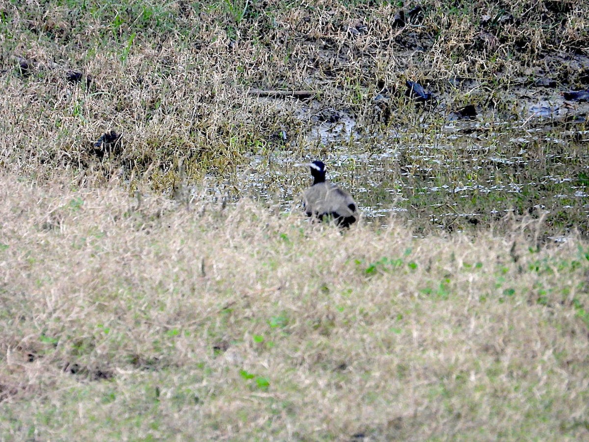 Якана білоброва - ML647295017