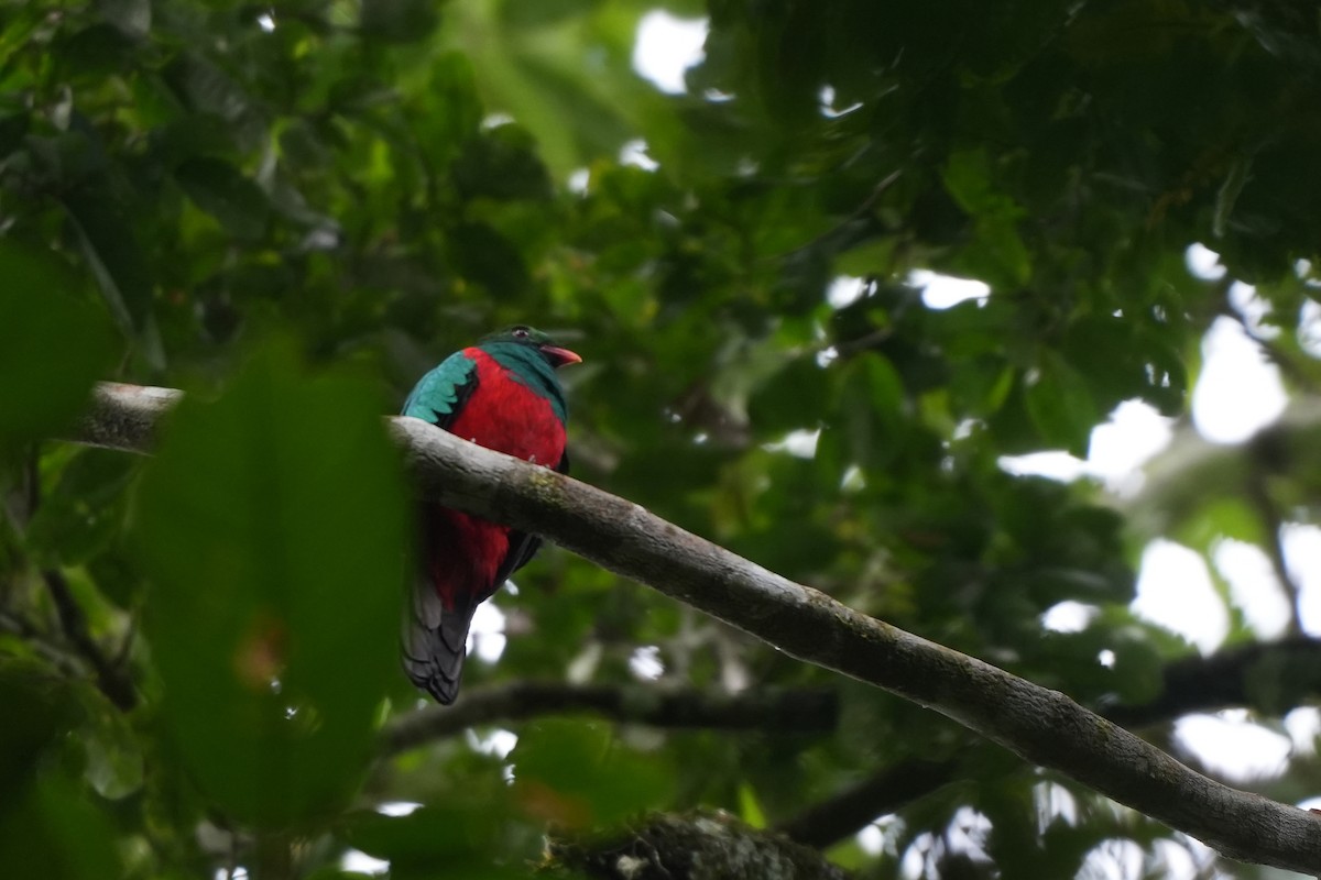 Кецаль червонодзьобий - ML647295022