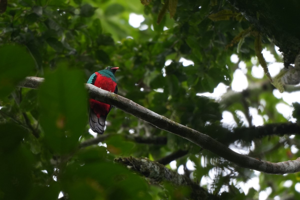 Кецаль червонодзьобий - ML647295023