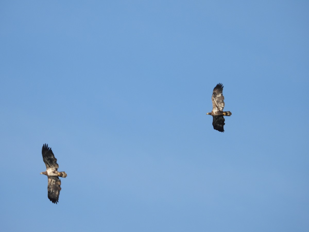 Орлан білоголовий - ML647295024