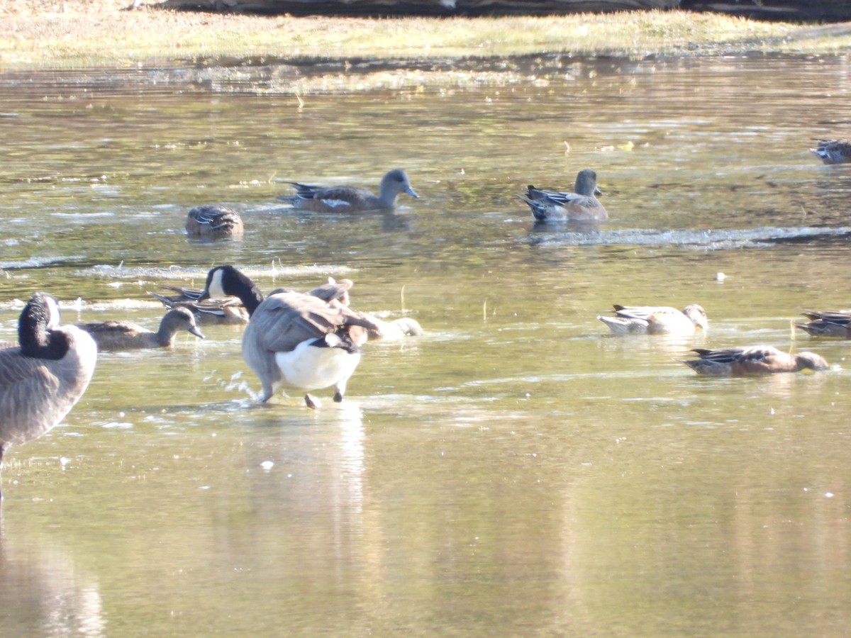 Казарка канадська - ML647295026