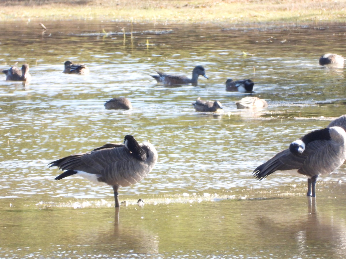 Казарка канадська - ML647295027