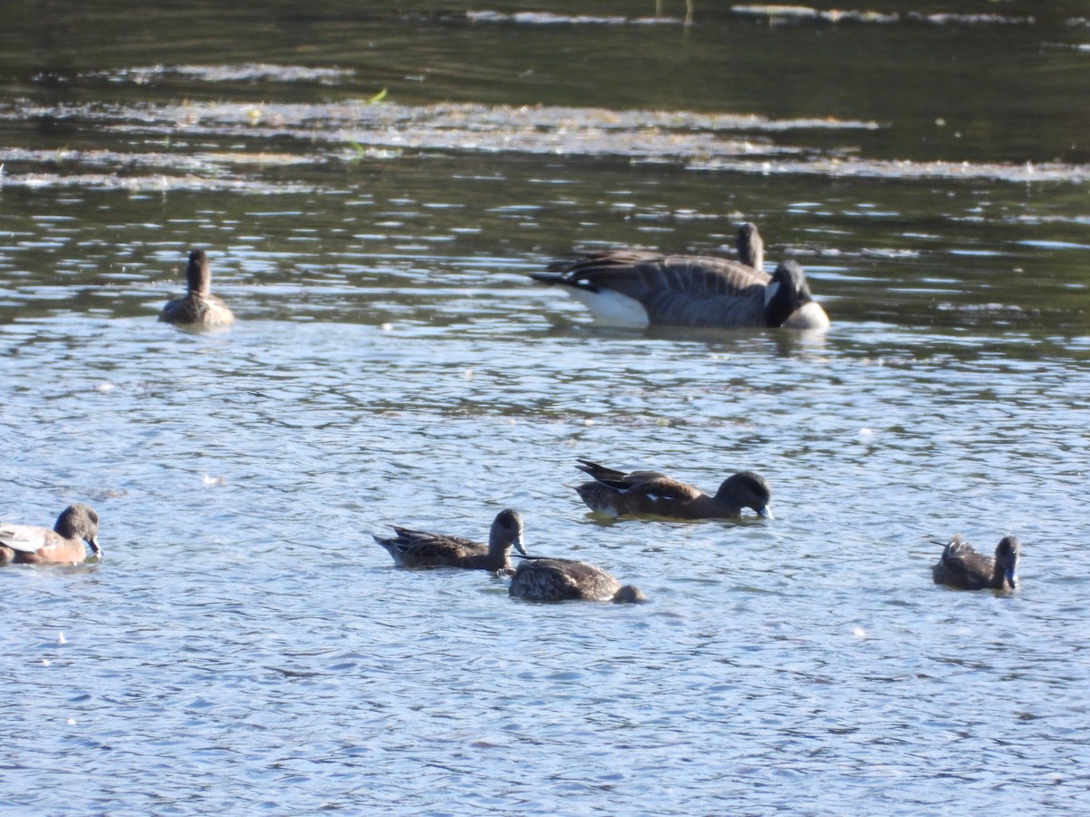 Казарка канадська - ML647295028