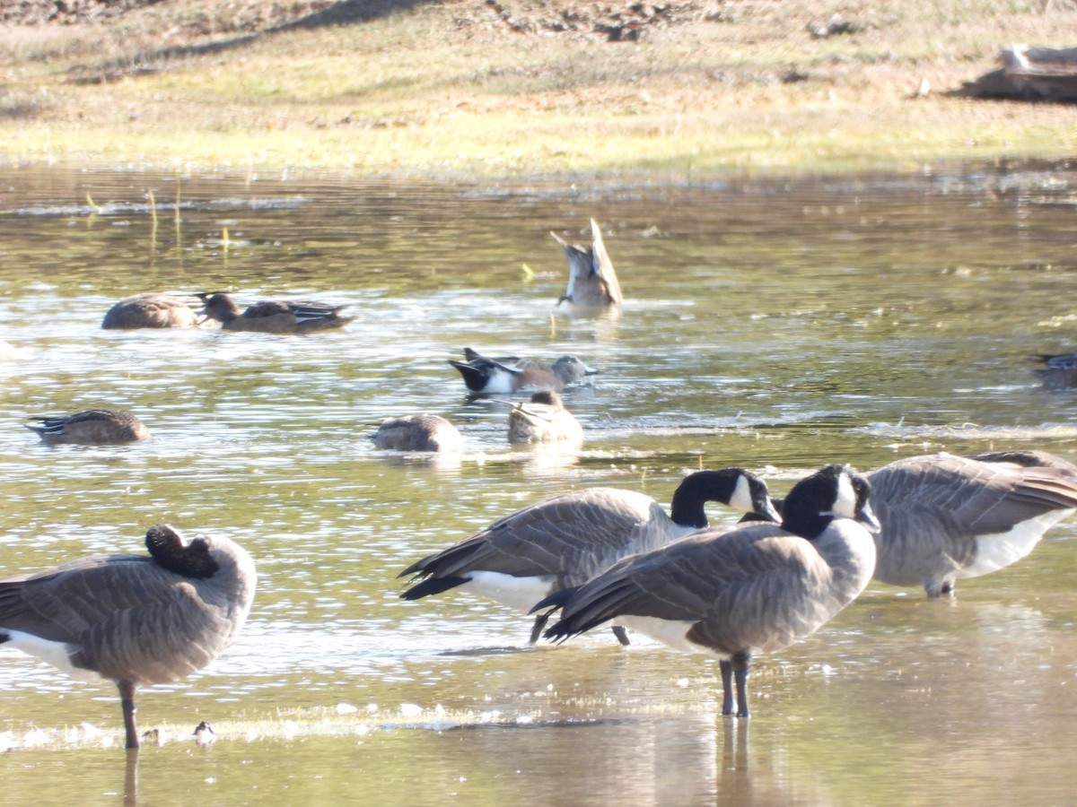 Казарка канадська - ML647295029