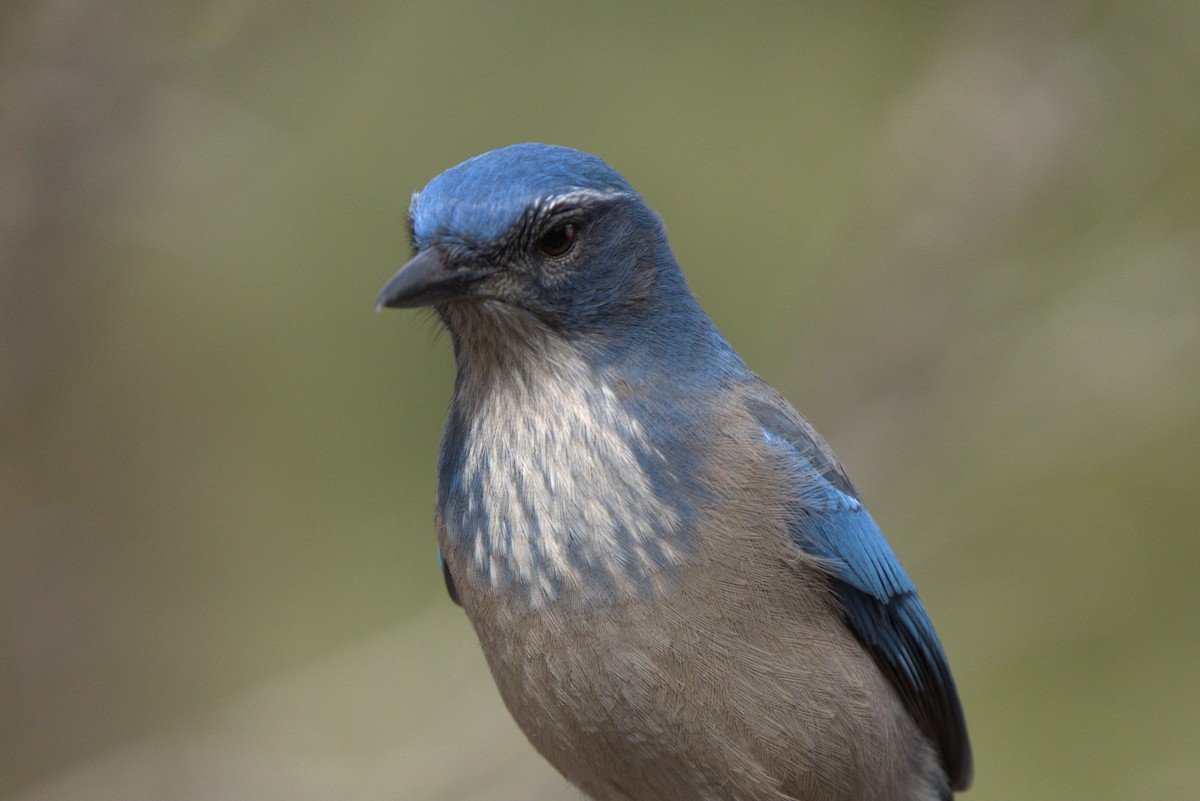 Сойка сонорська - ML647295035