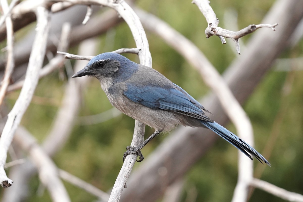 Сойка сонорська - ML647295036